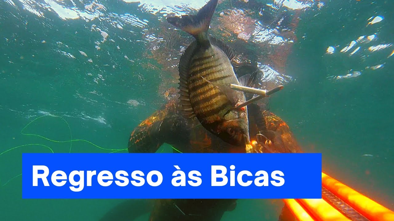 Regresso às Bicas (Caça Submarina, Portugal)