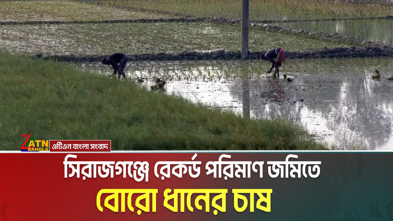 সিরাজগঞ্জে রেকর্ড পরিমাণ জমিতে বোরো ধানের চাষ | Shirajganj | Boro Dhan | ATN Bangla News