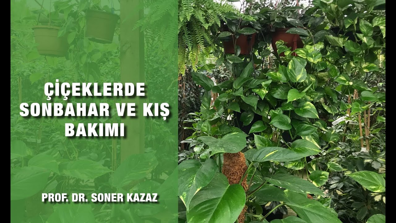 Çiçeklerde Sonbahar ve Kış Bakımı, Winter Care of Indoor Plants, Kış Bakımında Püf Noktalar