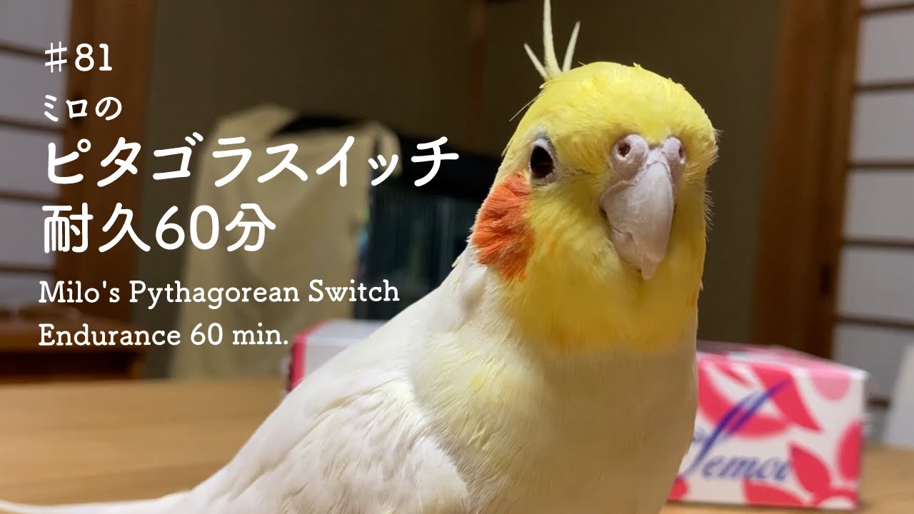 ♯81　ミロのピタゴラスイッチ耐久60分｜Milo's Pythagorean Switch Endurance 60 min.