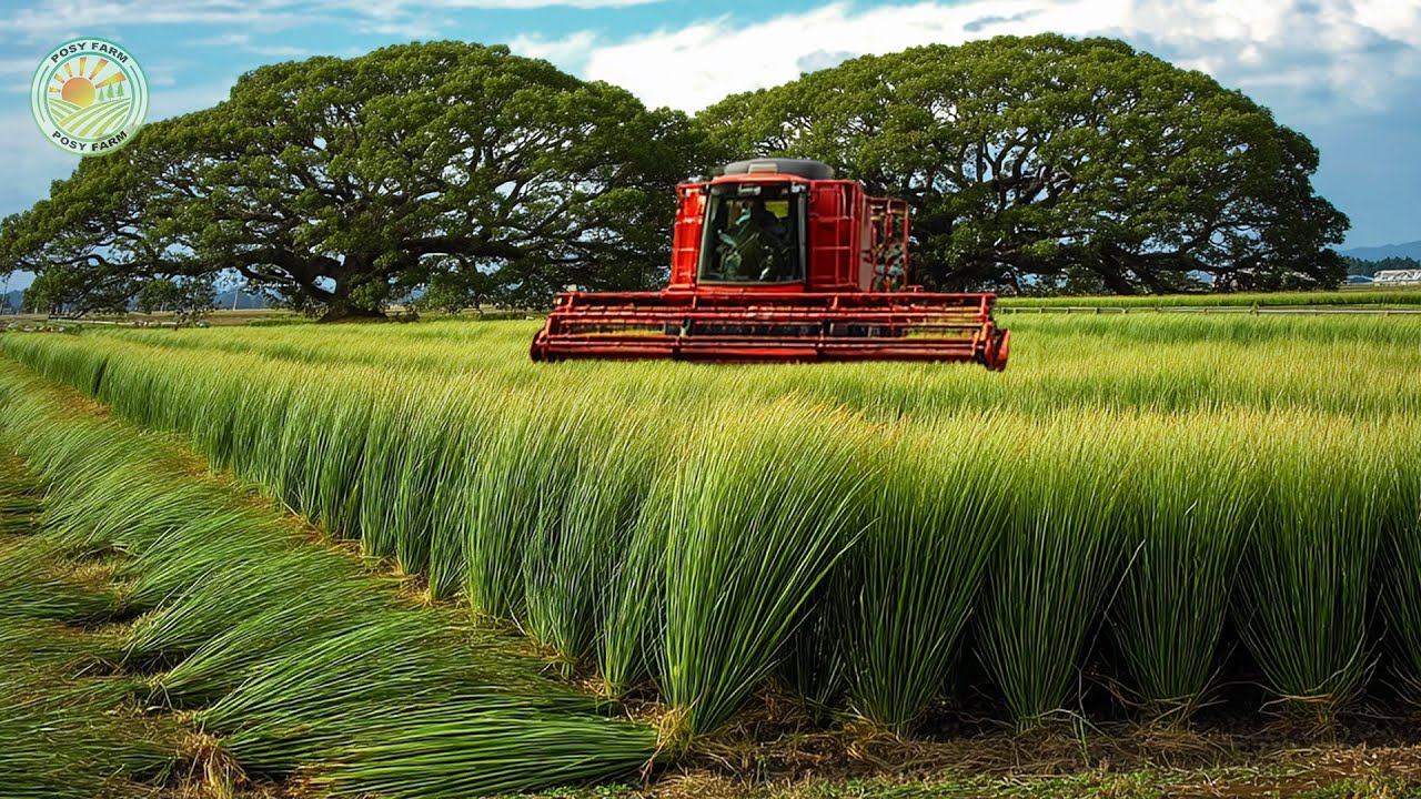 Как японские фермеры собирают миллионы игус для изготовления татами | За кулисами выращивания игус |