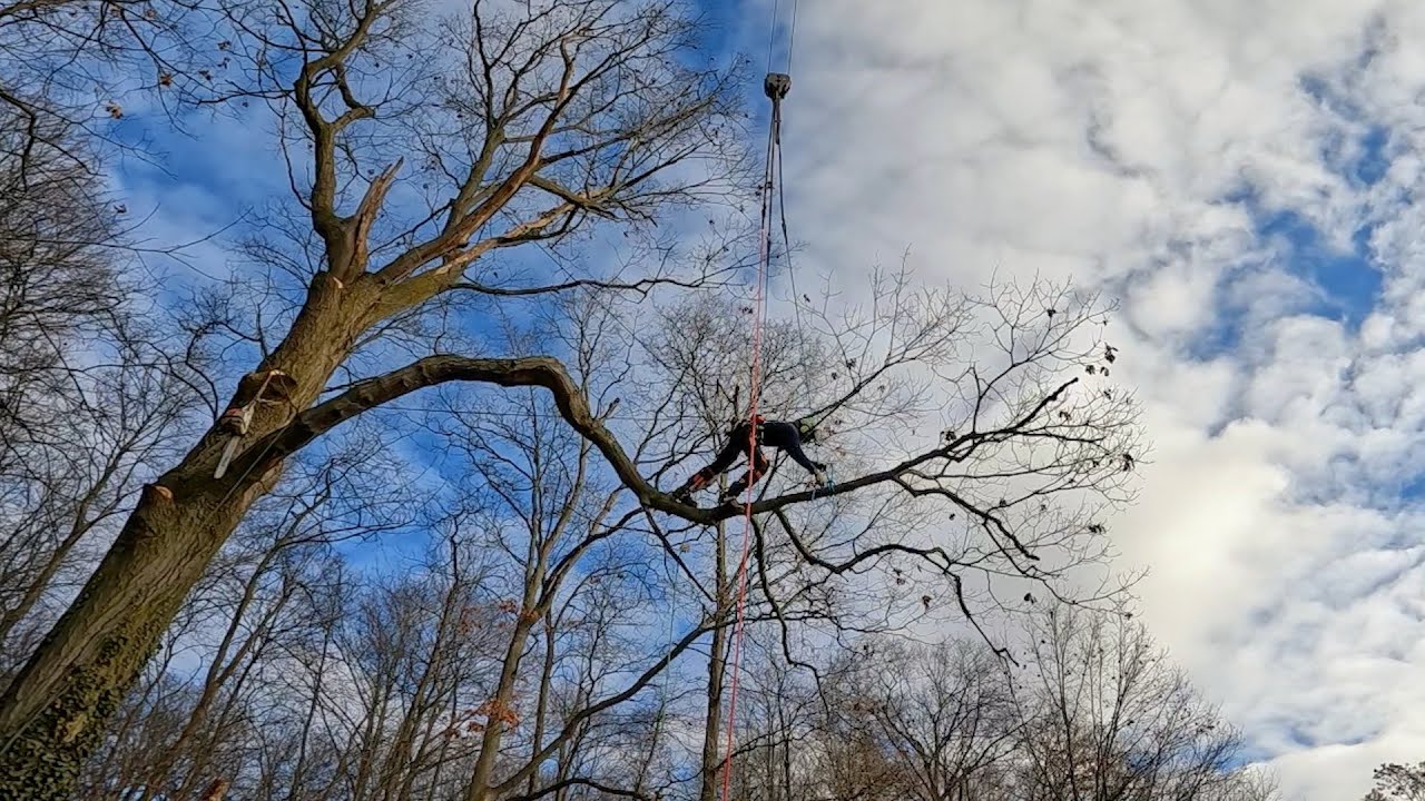 Oak climb, crane rigging