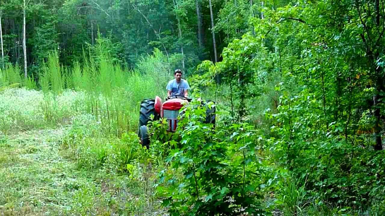 Massey Ferguson 35 bush hogging saplings
