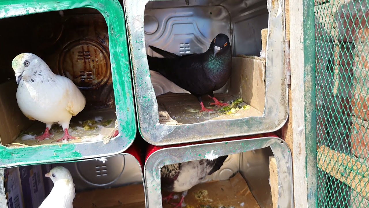 Naye Cage Me Lakwe Wale Kabutar Ko Shift Kiya | Paralyzed Pigeons Shifted To New Cage