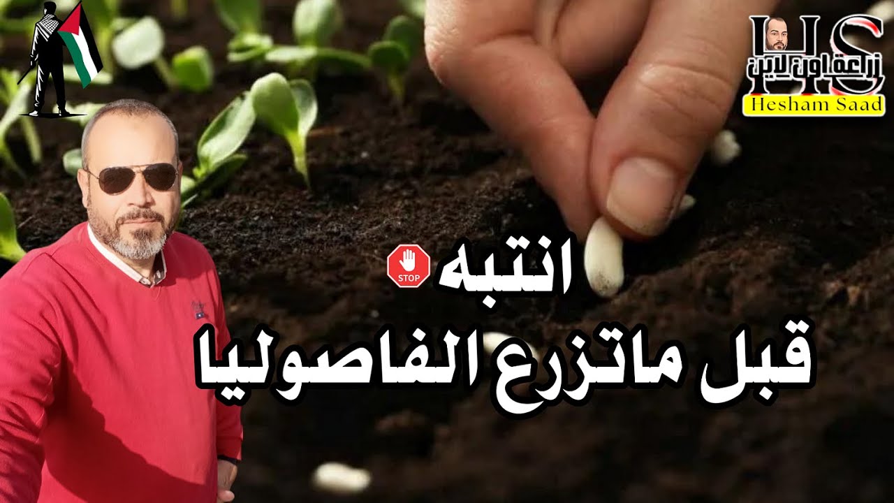 زراعة الفاصوليا/اوعى تزرع الفاصوليا قبل ماتشوف الفيديو للنهاية؟ اعرف  السبب؟