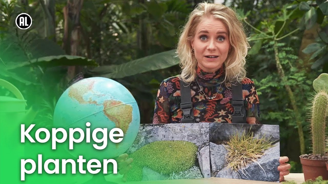 Koppige planten | Plantastisch