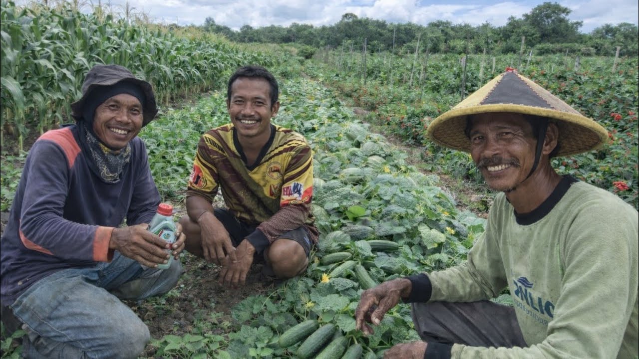 HARI INI: PAK GITO BORONG SAYUR PAK KASTURI & DUKUNGAN PERBAIKAN JEMBATAN PAK UMAN TRANS JOGJA