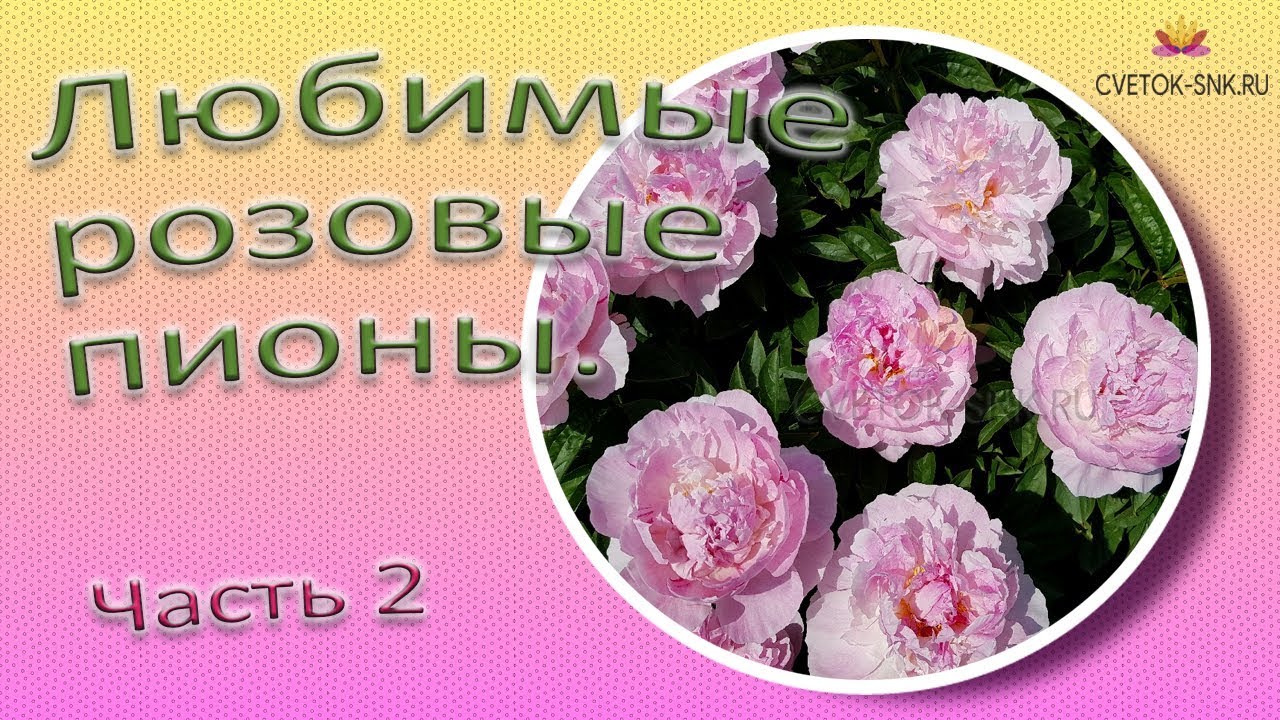 Любимые розовые пионы. Часть 2 / Сад Ворошиловой