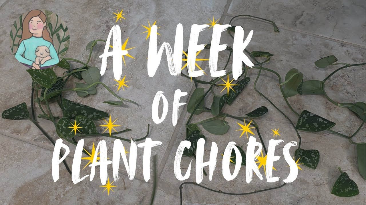 Plant Chores… it’s what we do.