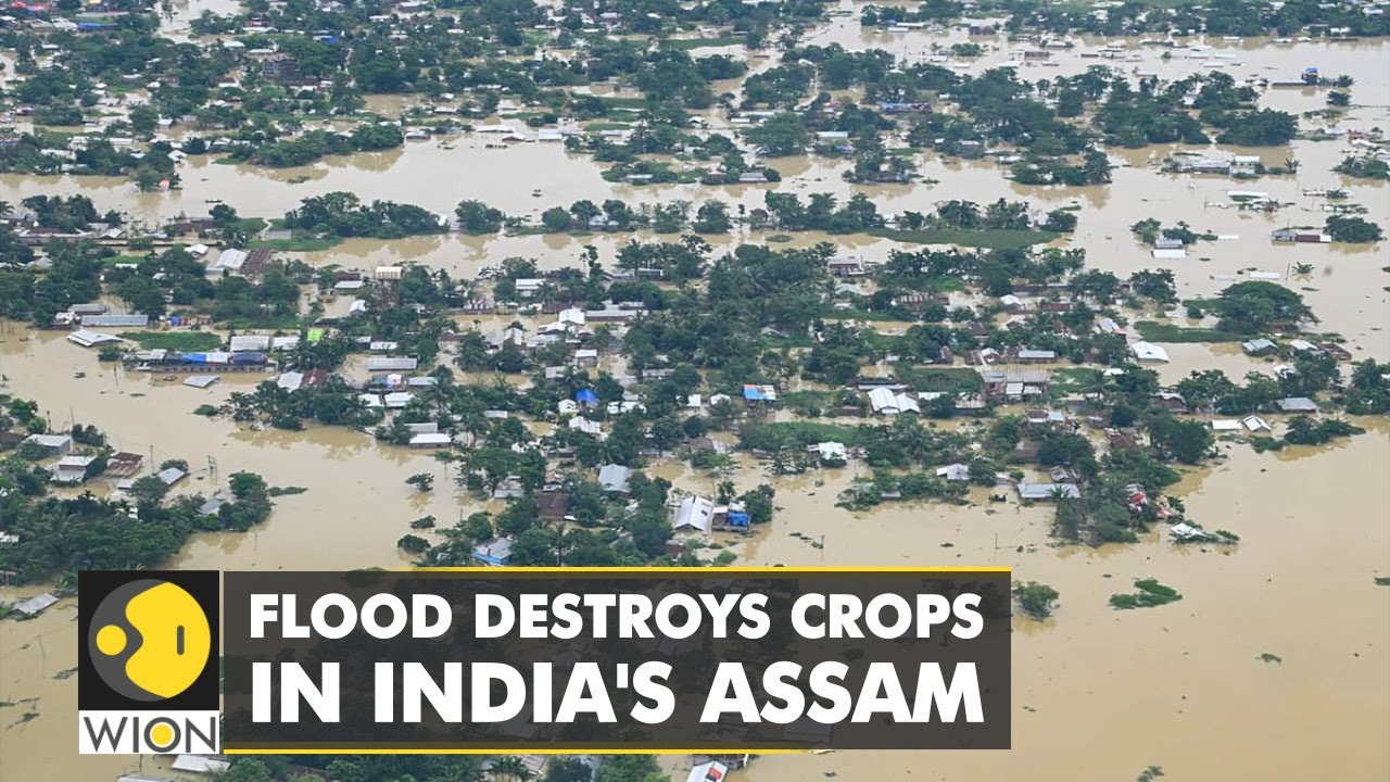 WION Climate Tracker | Flood destroys livelihoods for millions in India's Assam