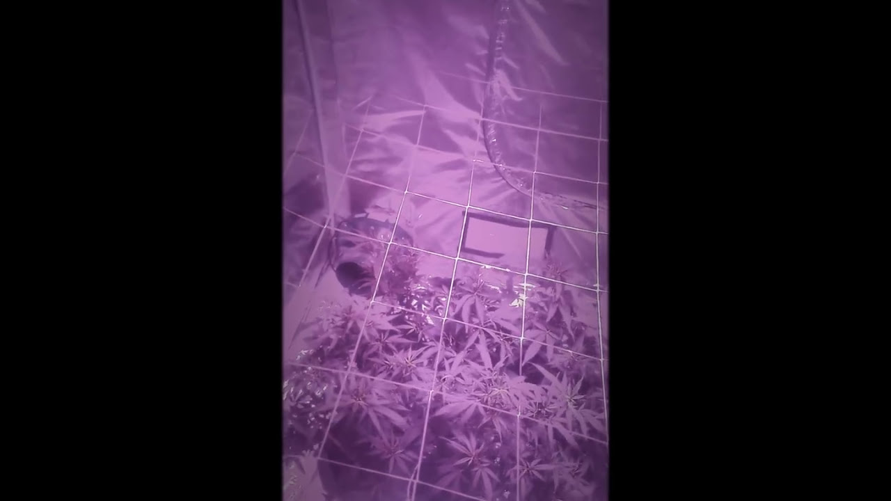 1st official day of flowering {platinum led p1200}