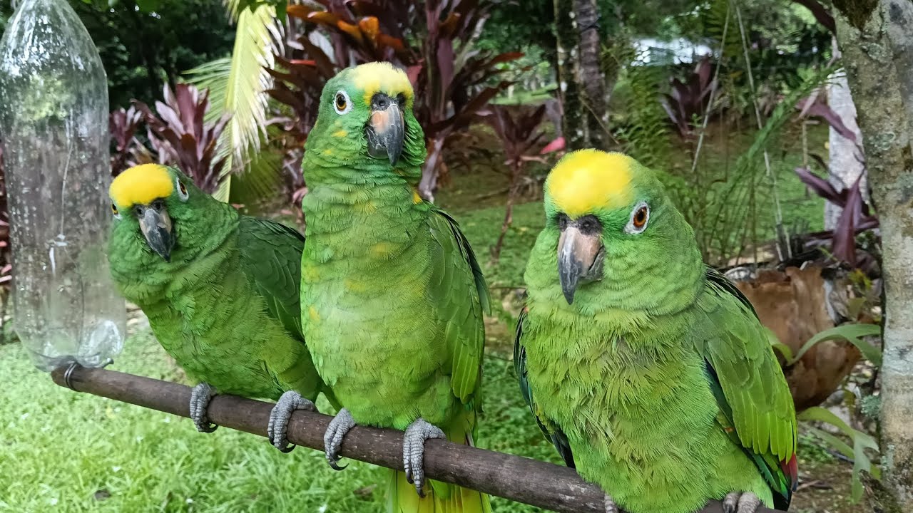 Adoptarias estos 3 LOROS 🦜🦜🦜 estuvimos charlando y esto paso ! 