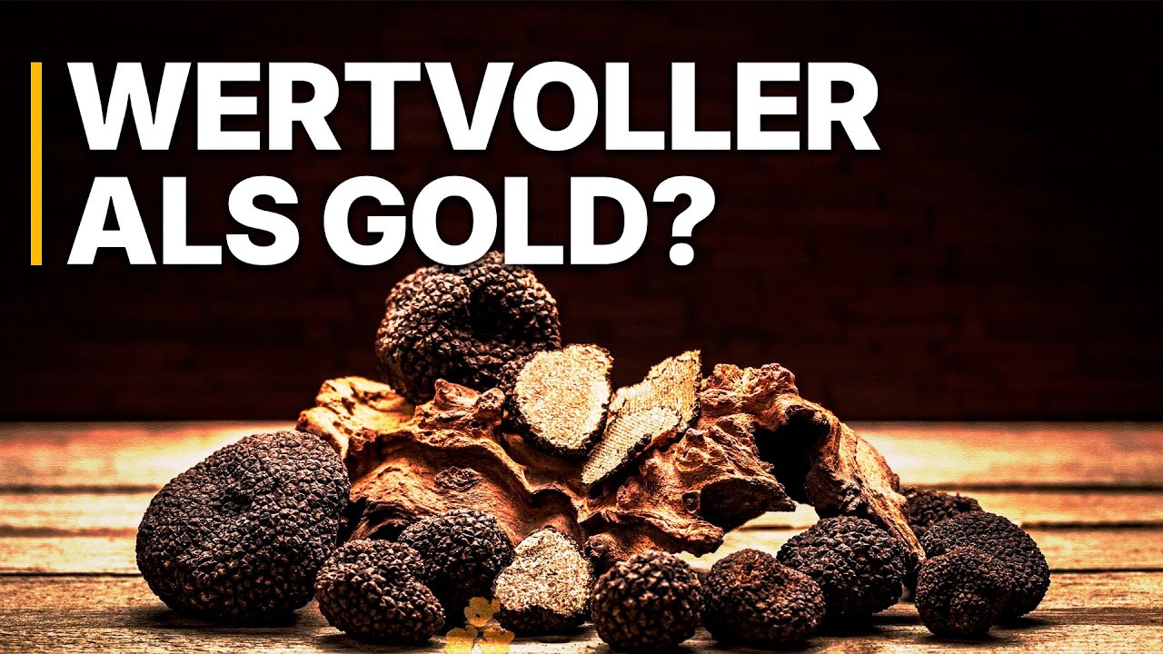 Trüffelanbau Deutschland | Gold aus dem Wald: Wie der Klimawandel Neue Märkte Schafft