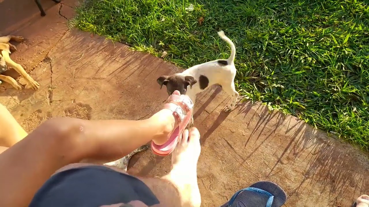 Brincadeira  com meus  cachorrinhos 
