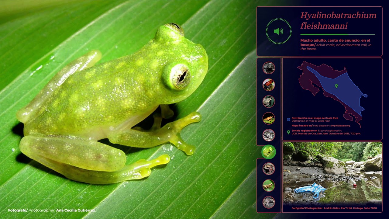¿CÓMO CANTAN algunos anuros que viven en Costa Rica? 🐸🇨🇷