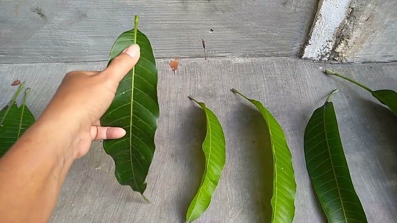 ciri daun mangga,okyong,chokanan,kiojay,dll