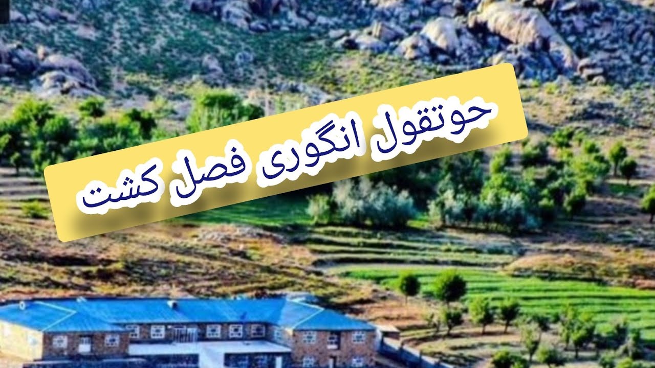 فصل کشت کار در حوتقول انگوری