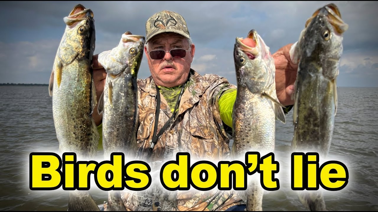 Find The Birds.. Find The Trout ‼️