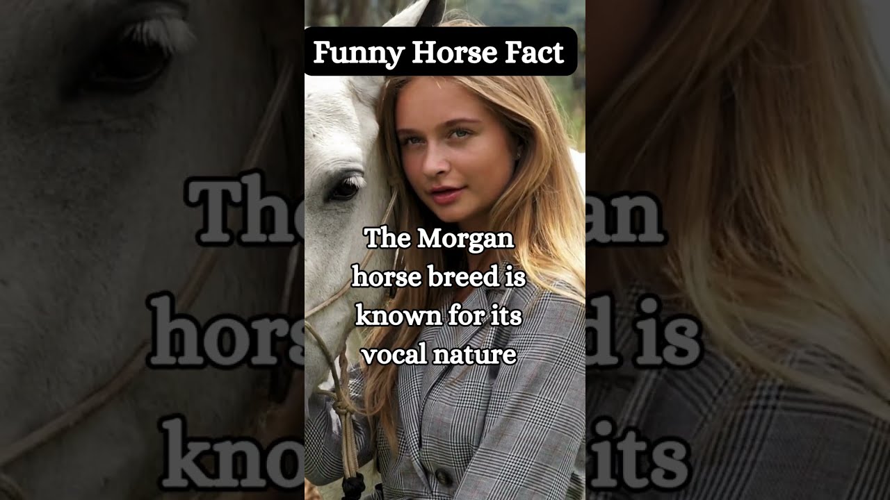 Fun, Strange, and Crazy Horse Facts! From 