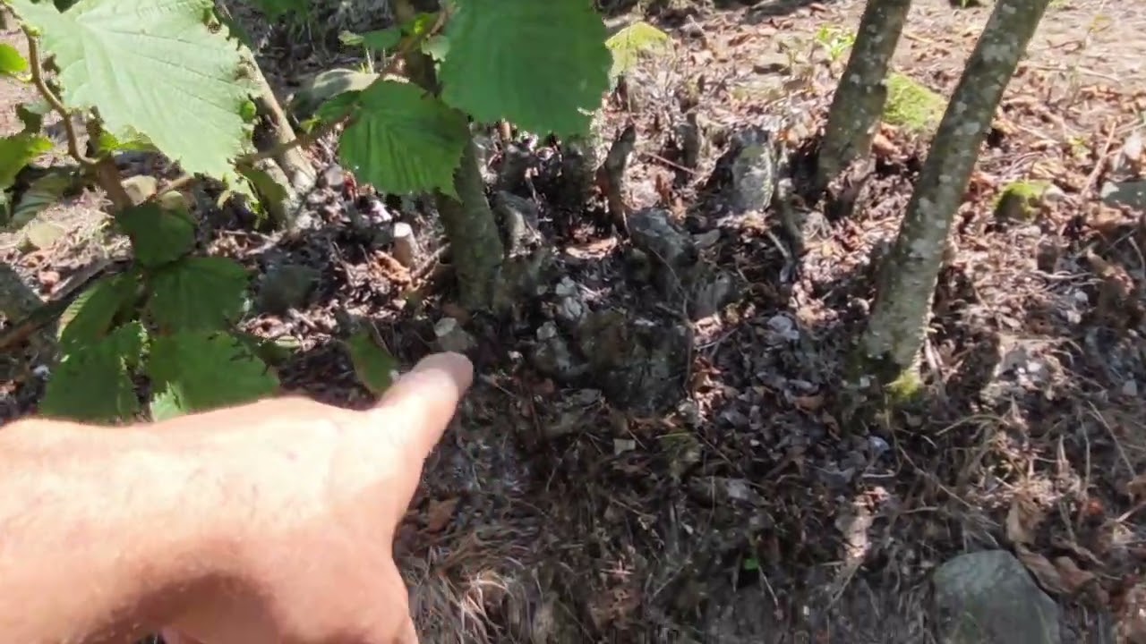 Samsun Terme kesikkaya köyü ziraatin örnek fındık bahçesi