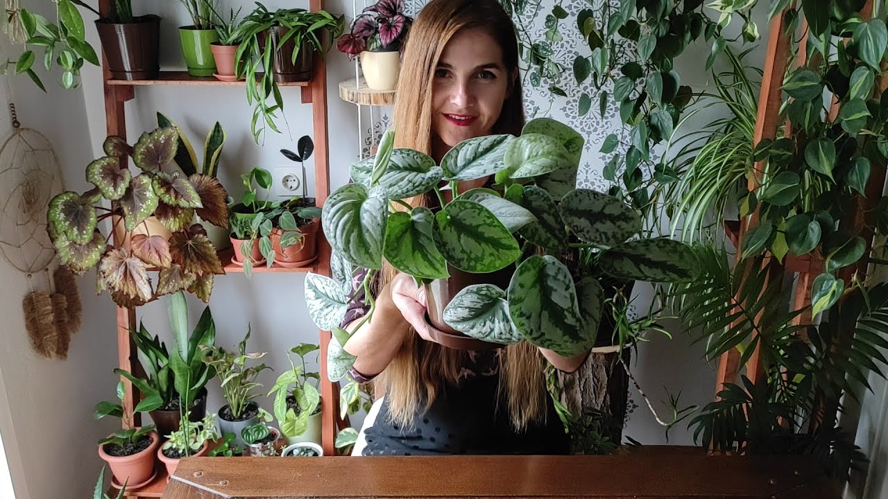 Scindapsus Pictus 'Exotica'