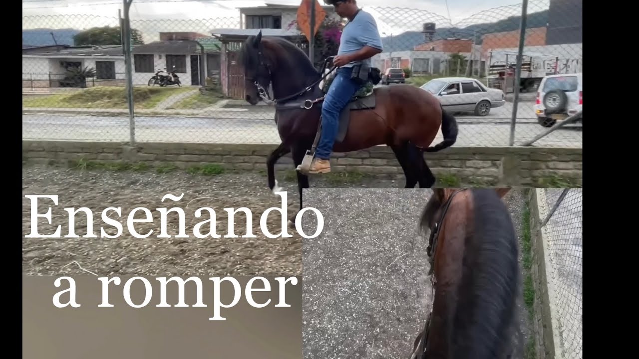 ENSEÑANDO A ROMPER EL EQUINO