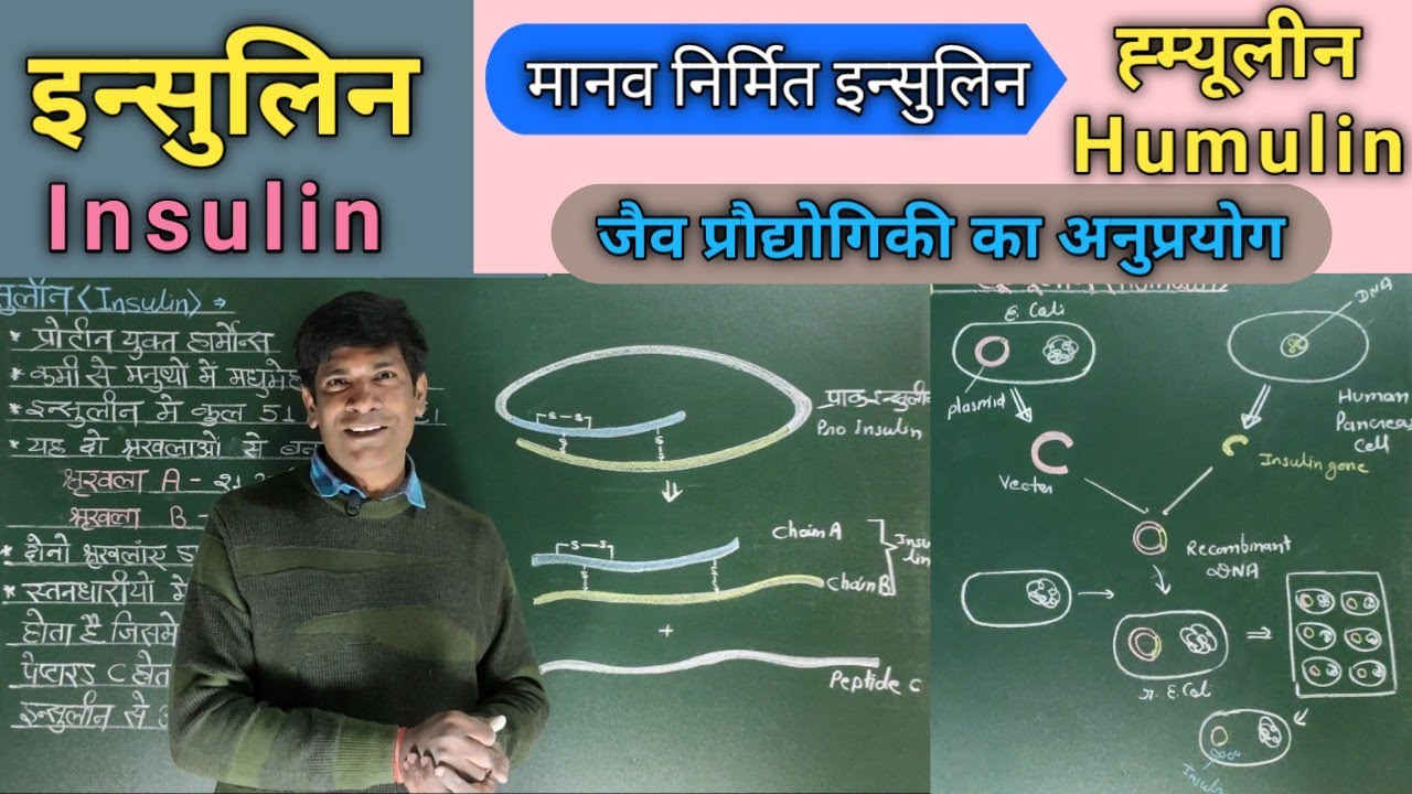 इन्सुलिन, Insulin. आनुवंशिक निर्मित इन्सुलिन - ह्यूम्यूलीन, Recombinant Insulin . Humulin.