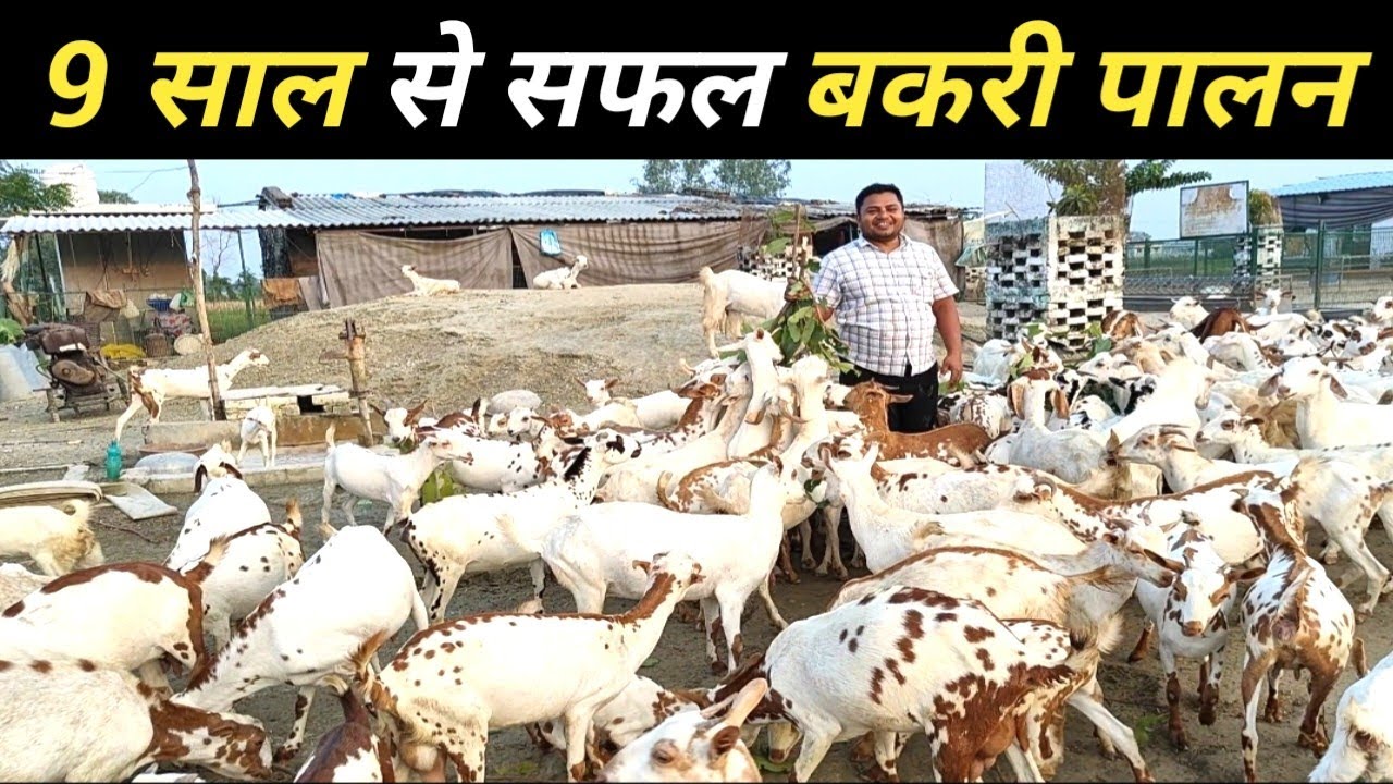 ऐसे चला रहा वर्षों से सफल बकरी फार्म  | Goat Farming