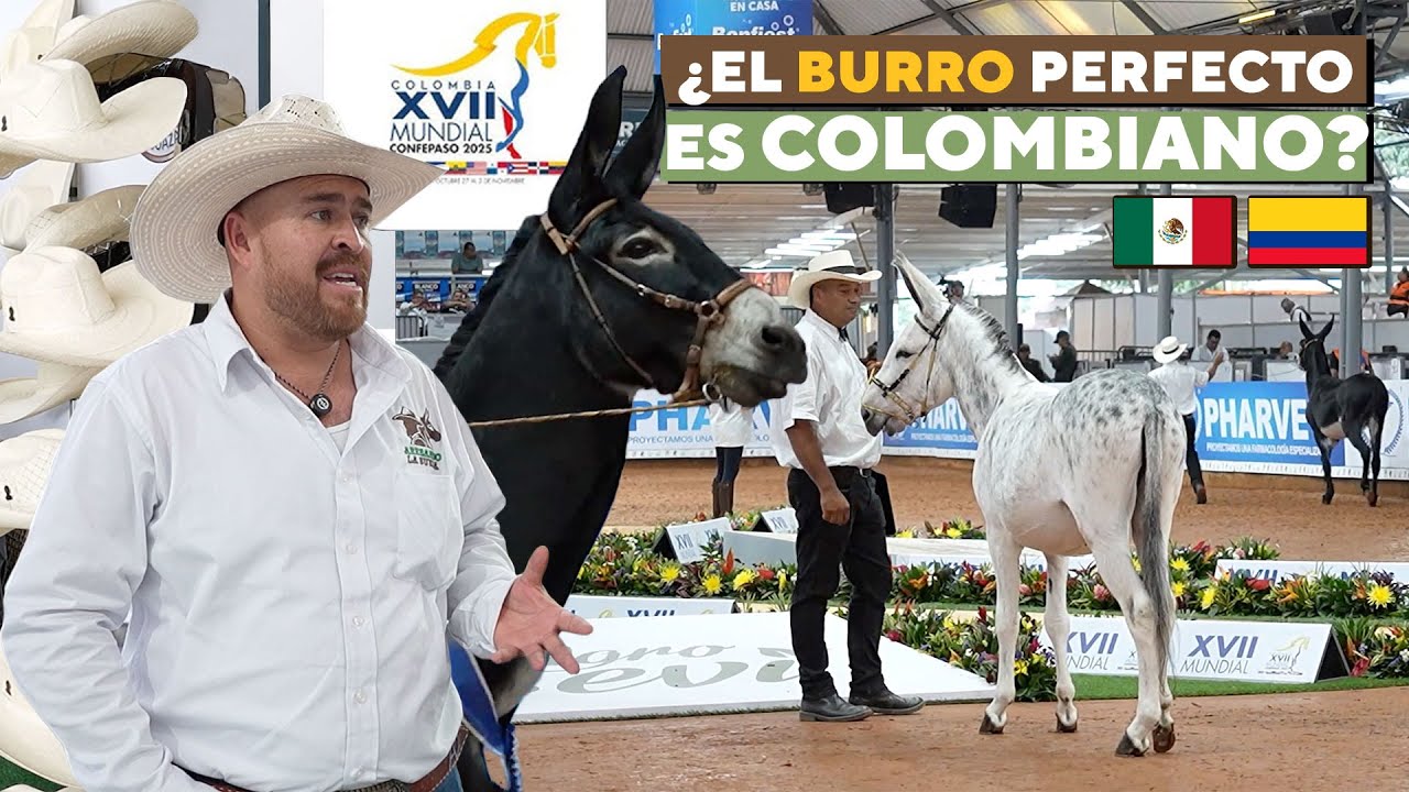 COLOMBIA: El País donde los BURROS parecen MODELOS de Miss Universo