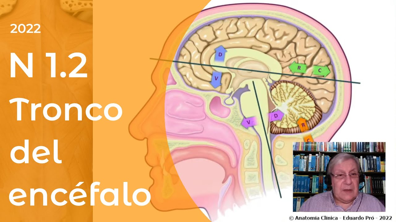 N2 | Tronco del encéfalo | Profesor Eduardo A. Pró | Anatomía 2 | FMed UBA
