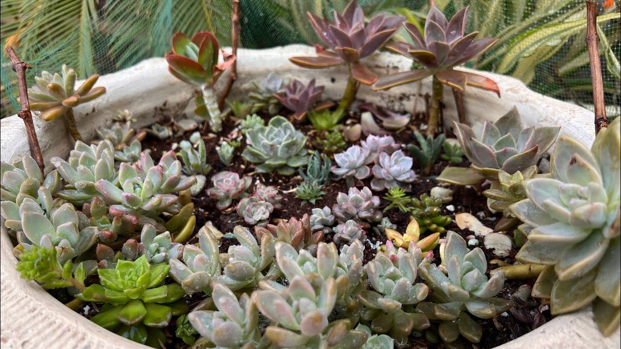 How to make a succulents arrangement from old planter