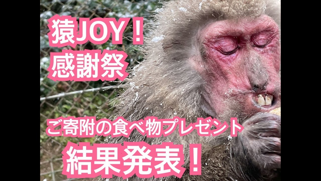【猿JOY！感謝祭】モンキーバレイ　結果発表