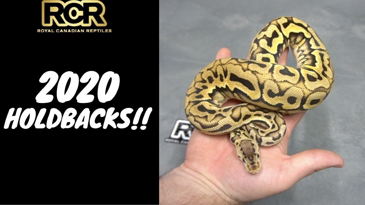 Amazing 2020 Ball Pythons!!!! RCR