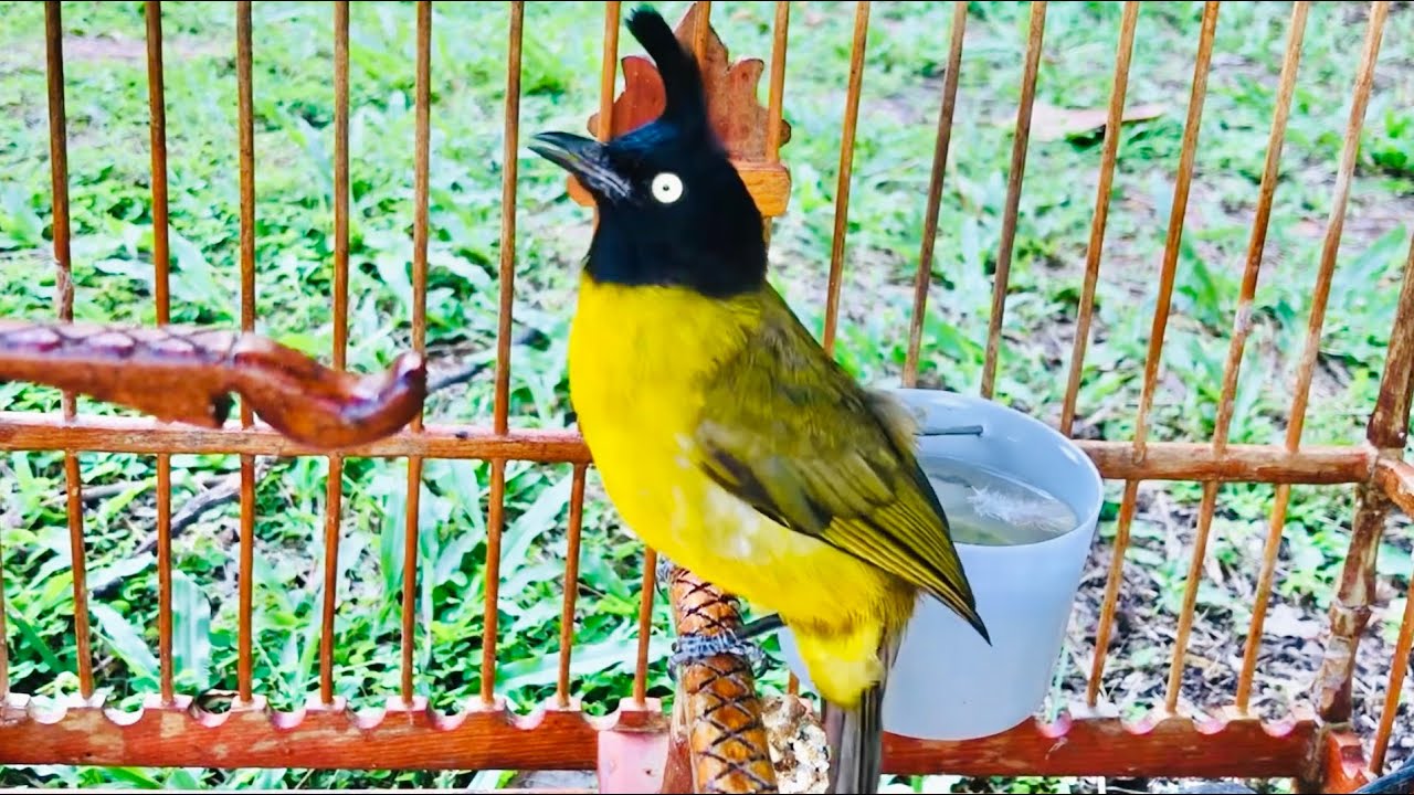 เสียงนกปรอดเหลืองหัวจุก นกหัวถ่านใต้ Cang Jambul 4/2023 | birdwild chaiya