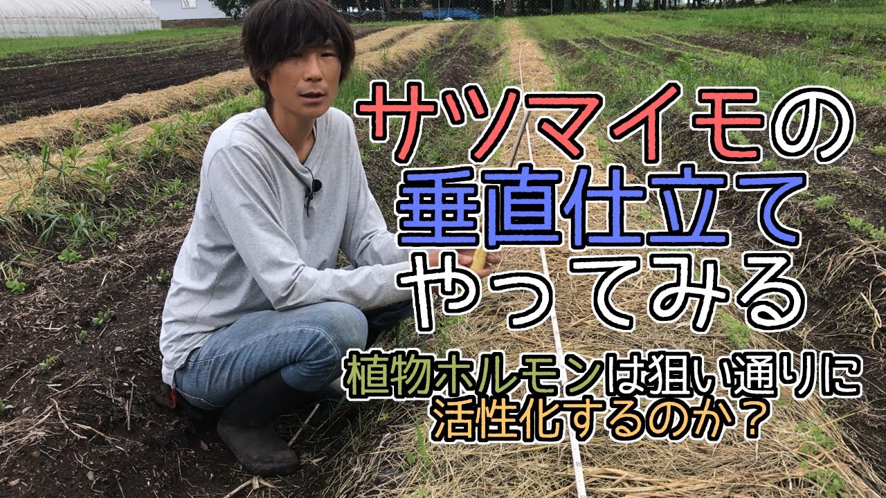 【自然農で営農を目指す】#55 サツマイモの垂直仕立て