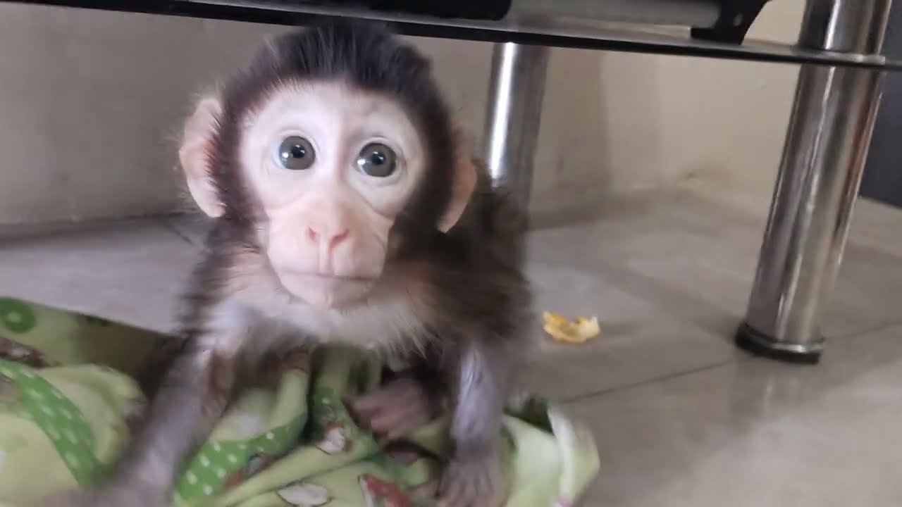 OMG😱😨😰 So very funny, baby monkey Boni is playing😍😍😍