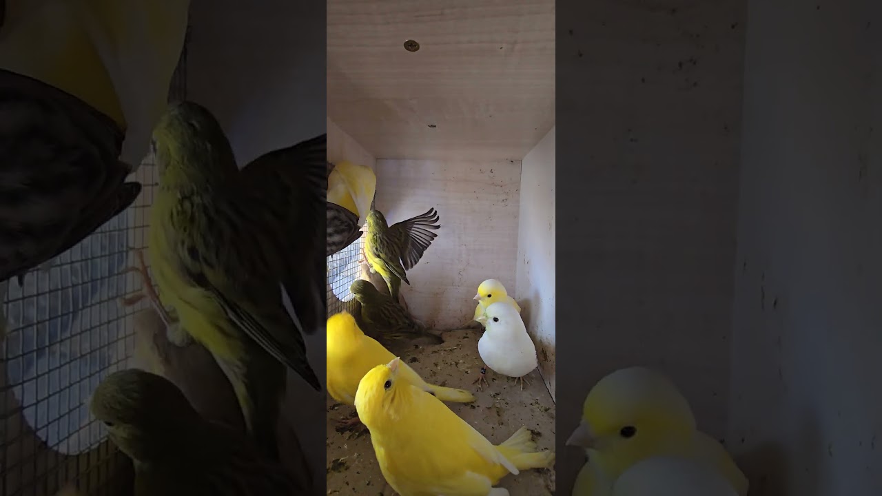 Fife Fancy canaries for the aviary