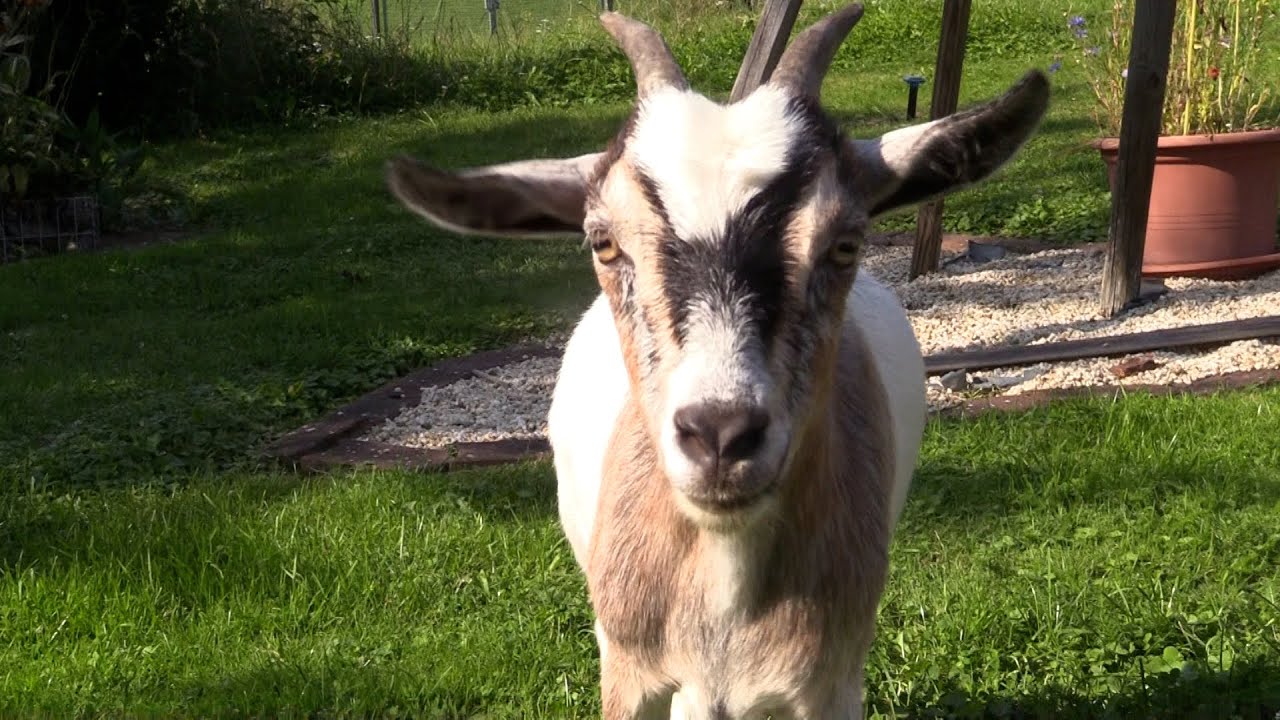 Tierischer Besuch beim BEN Kurier