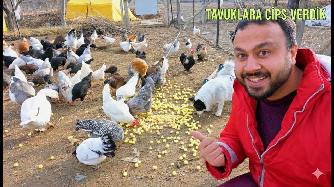 👨‍🌾 Babamla Çiftlik İşleri! - Tavuklara Cips Verdik 😅 - Gezen Tavuklar - Kış Bahçesine Soba Kurdum
