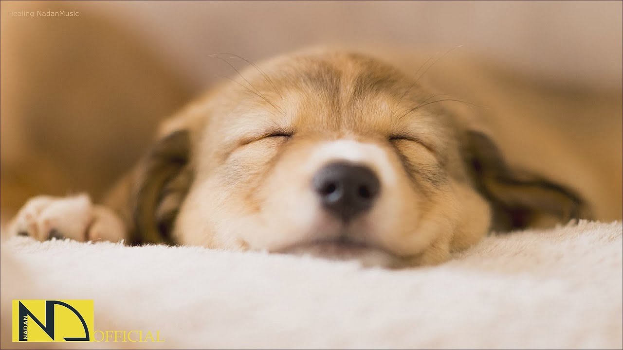 20 часов любимой музыки собак🐶💖Музыка для сна собак 🐶🎵 Музыка для снятия беспокойства при разлуке🎵