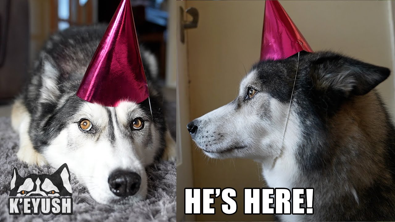 Husky Throws Birthday Party For His Best Friend! Sings Happy Bday to him!