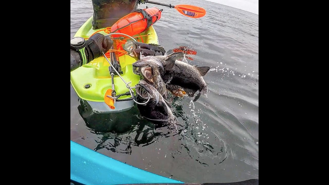 Spearfishing Neah Bay Washington