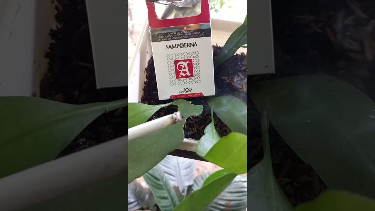 Sampoerna A Mild Cigarete