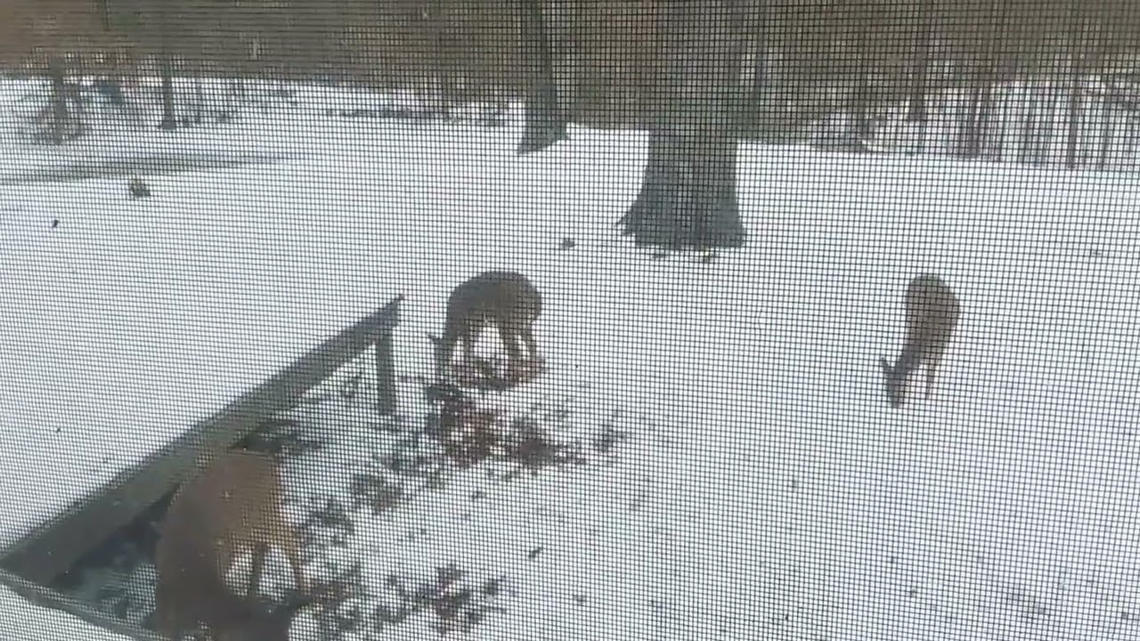 5+ minutes of deer hunting and eating acorns images taken from the kitchen window 2/4/26