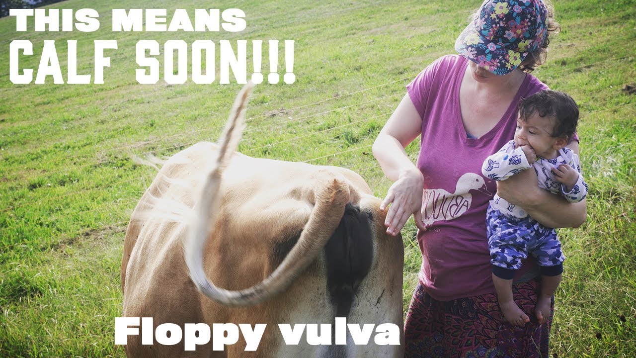 NEW CALF SOON! The Early Signs of Calving