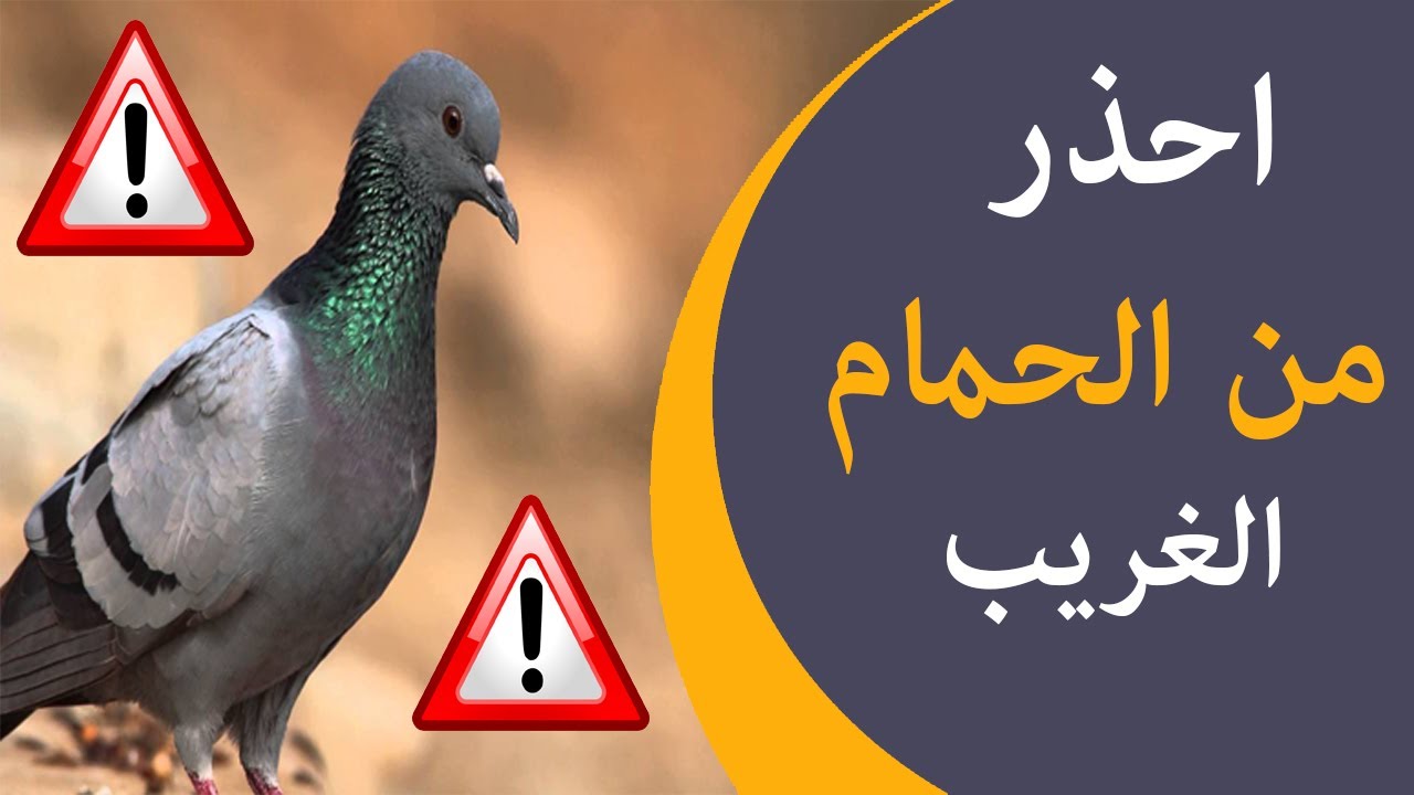 احذر من الحمام الغريب