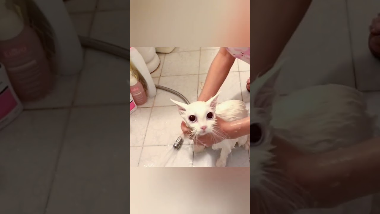 حمام گربه موبلند_راحت و خنده دار (: