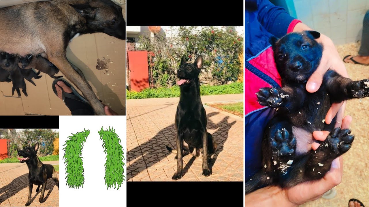 وليدات مالينوا شاربوني أحفاد كايزر بيديجري✓ chiots malinois charbonné pédigrée pure race