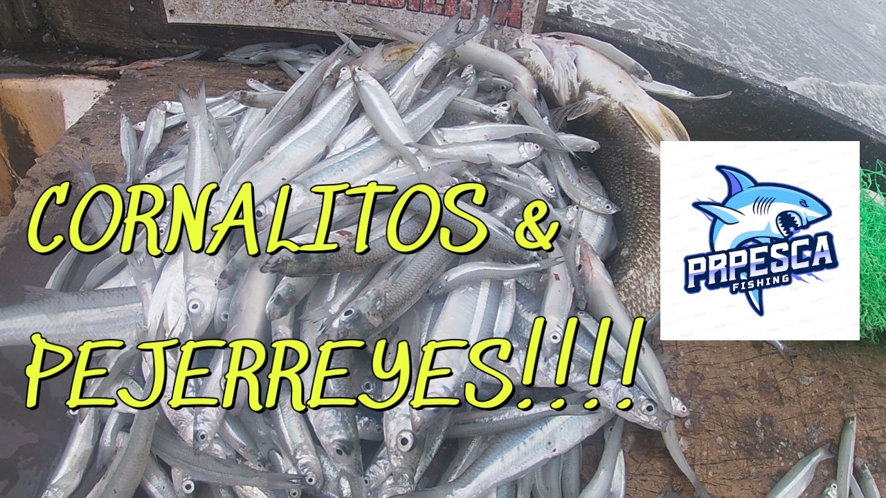 CORNALITOS & PEJERREYES!!!! en Lucila del Mar...@rodrigosantana384