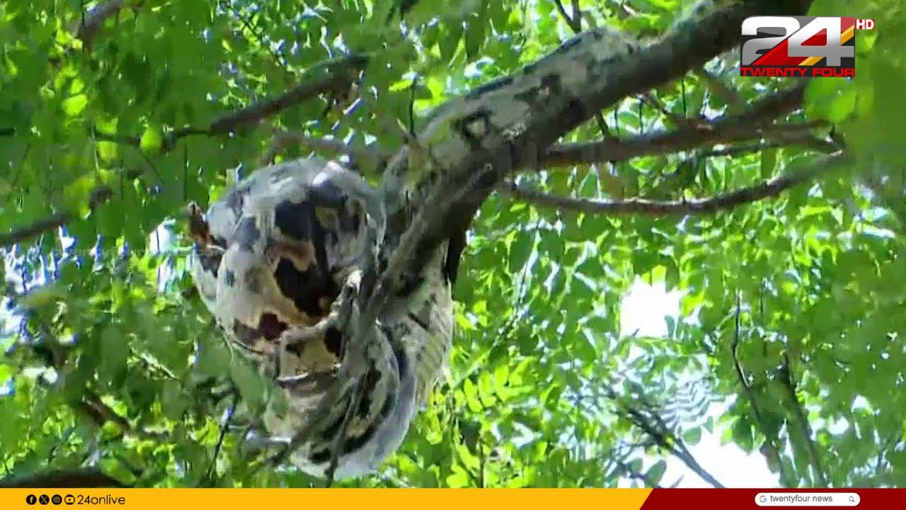 'അറക്കവാള് പോലെയാണ് പെരുമ്പാമ്പിന്റെ പല്ല്, കടിച്ചാൽ ആ ഭാഗവും കൊണ്ടേ വരൂ..' Roshni | Snake Video